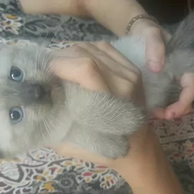 Сиямские котята 