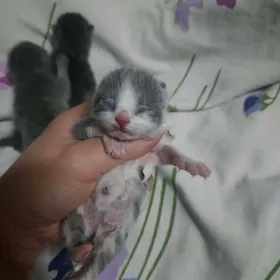 Шотландские котята