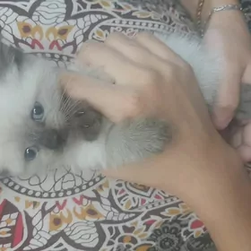 Сиямские котята 