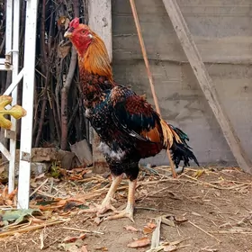 HORAZ BAYES TAŞKENT