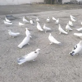 ️Kepderi️ Голуби ️