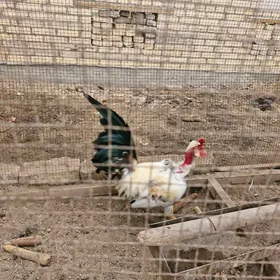 Голошейка хораз