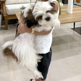 yaponski șeytsu paroda