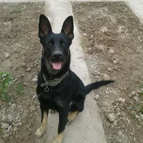 Овчарка кабель