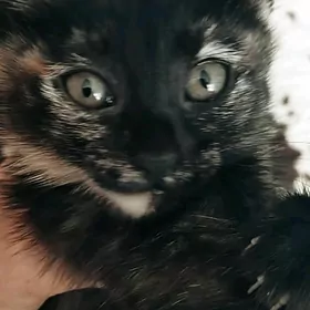 котята возраст 2,5 месяца