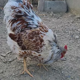 Wiandot Splash Horaz