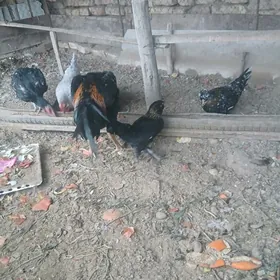 карлик товук