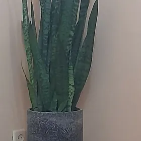 Санса взрослая