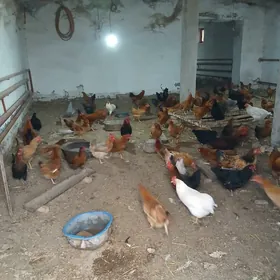 Yumurtga guzlayan towuk