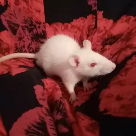 Крыски домашние