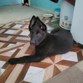 Немецкая Овчарка