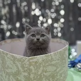 Шотландская прямоухая девочка