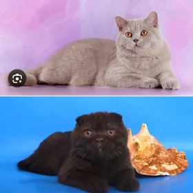 ищем Жениха