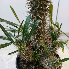 Похиподиум