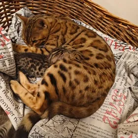 Бингальски Кошки