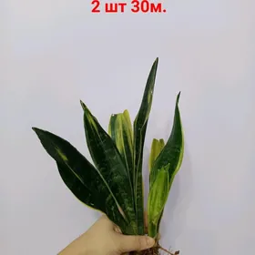 ЧЕРЕНКИ РАЗНЫЕ НЕДОРОГИЕ