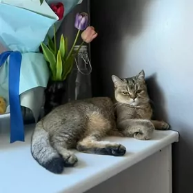 Ищем жениха Шиншилла