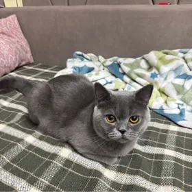 kopeltmane / для вязки