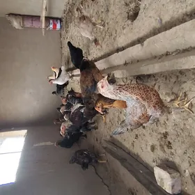 Gigant balakly horazlar