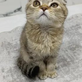 шотландская девочка