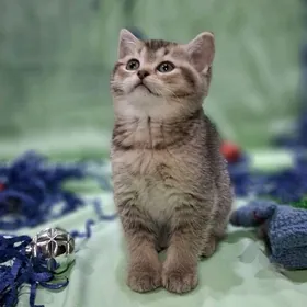 Шотландская малышка