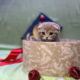 Шотландский вислоухий мальчик