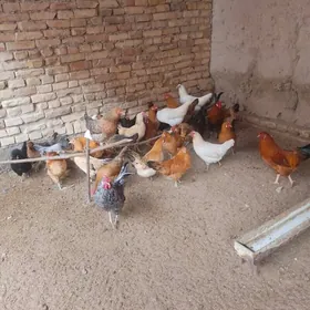 yas towuklar horazlar