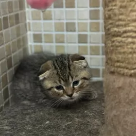 вислоухие котята