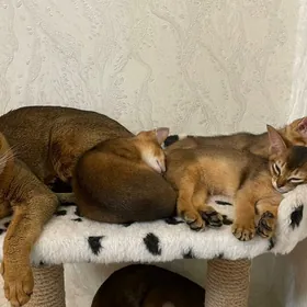 Котята Абиссинские Кошка