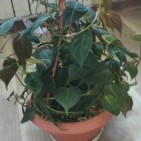 филадендрон Сортовые