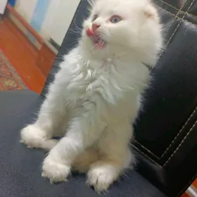 shatlanskiye kotyati