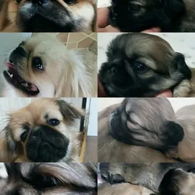 Пекинес Pekines (щенок)