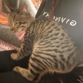 котенок Лева