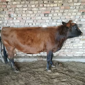 paý kg 76 manat bakylan sygyr