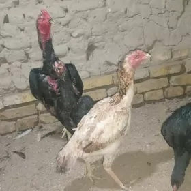 baÿsowyÿ hotaz hem towuk