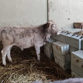 öküz,sygyr,gole,tuwe