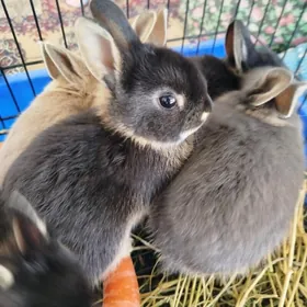 кролики карликовый Рекс