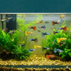 рыбки гуппи