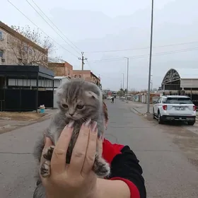 Продаётся велоухий котенок мал