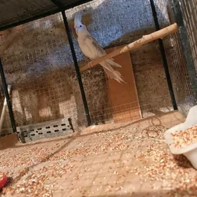 Karella papugay Корелла