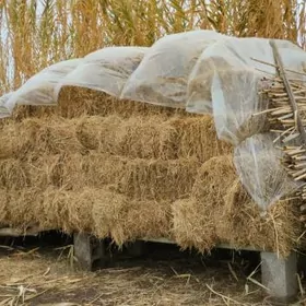 Ýörunjaly,haşal ot garyşyk kip