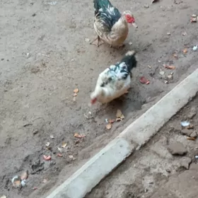 induska индушка