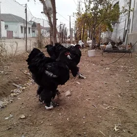 Брама Багира