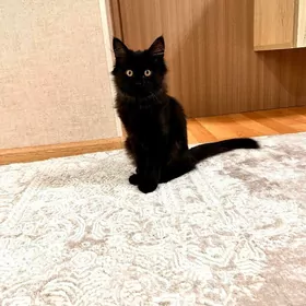 Котенок девочка