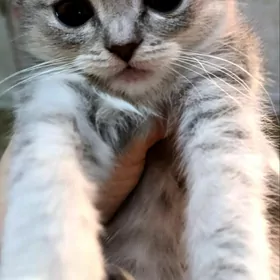 шиншилловая вислоушка