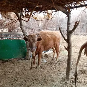 Öküz 1 yarim yasly