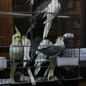 Попугаи Корелла