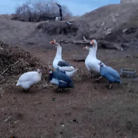 gaz guslar ve kakilik