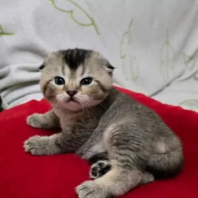 чистокровные катята