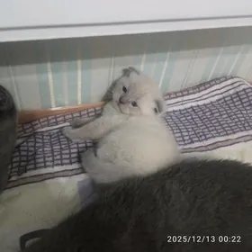 Вислоухие шотландские 